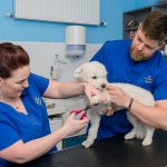 Dog, Cat & Rabbit Grooming Services