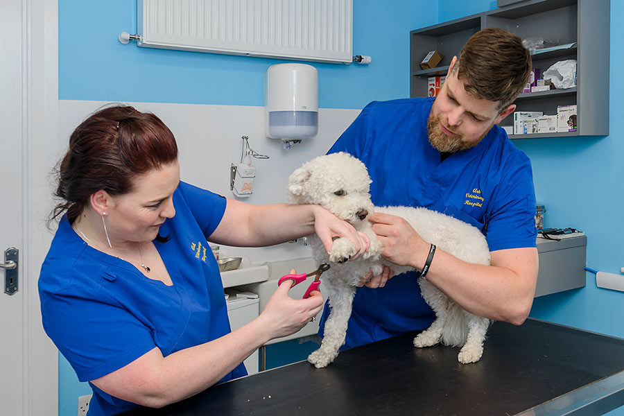 Dog, Cat & Rabbit Grooming Services Ark Veterinary Hospital