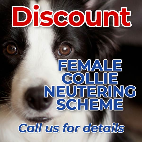 Discount Female Collie Neutering Scheme